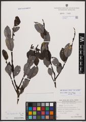 Salix bicolor Ehrh. ex Willd.